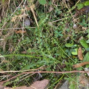 Asplenium flabellifolium at Namadgi National Park - 3 Apr 2024