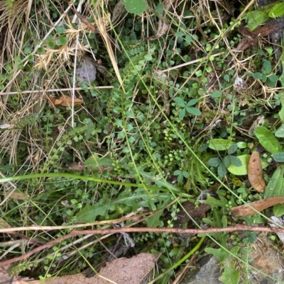 Asplenium flabellifolium (Necklace Fern) at Namadgi National Park - 3 Apr 2024 by Tapirlord