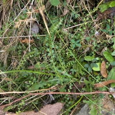 Asplenium flabellifolium (Necklace Fern) at Cotter River, ACT - 3 Apr 2024 by Tapirlord