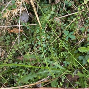 Asplenium flabellifolium at Namadgi National Park - 3 Apr 2024