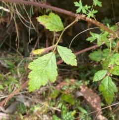 Rubus parvifolius (Native Raspberry) at Cotter River, ACT - 3 Apr 2024 by Tapirlord