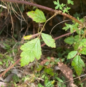 Rubus parvifolius at Namadgi National Park - 3 Apr 2024