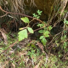 Rubus parvifolius at Namadgi National Park - 3 Apr 2024