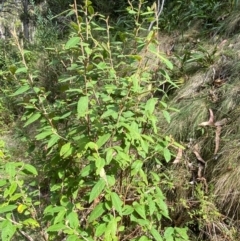 Pomaderris aspera (Hazel Pomaderris) at Cotter River, ACT - 3 Apr 2024 by Tapirlord