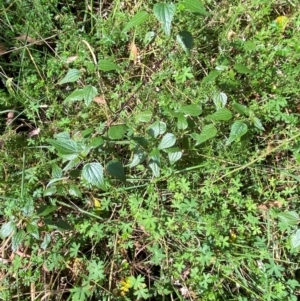 Urtica incisa at Namadgi National Park - 3 Apr 2024