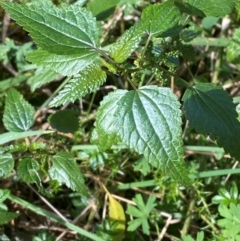 Urtica incisa at Namadgi National Park - 3 Apr 2024