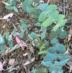 Eucalyptus dalrympleana subsp. dalrympleana (Mountain Gum) at Cotter River, ACT - 3 Apr 2024 by Tapirlord