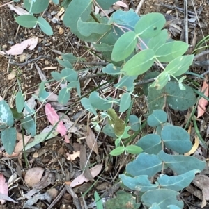 Eucalyptus dalrympleana subsp. dalrympleana at Namadgi National Park - 3 Apr 2024
