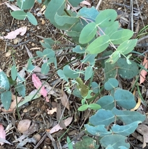 Eucalyptus dalrympleana subsp. dalrympleana at Namadgi National Park - 3 Apr 2024 11:20 AM