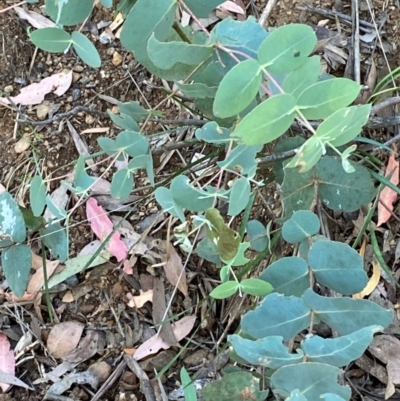 Eucalyptus dalrympleana subsp. dalrympleana (Mountain Gum) at Cotter River, ACT - 3 Apr 2024 by Tapirlord