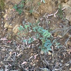 Eucalyptus dalrympleana subsp. dalrympleana at Namadgi National Park - 3 Apr 2024 11:20 AM