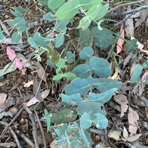 Eucalyptus dalrympleana subsp. dalrympleana at Namadgi National Park - 3 Apr 2024