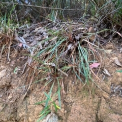 Stylidium graminifolium (Grass Triggerplant) at Namadgi National Park - 3 Apr 2024 by Tapirlord