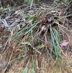 Stylidium graminifolium at Namadgi National Park - 3 Apr 2024 11:20 AM