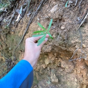 Astrotricha ledifolia at Namadgi National Park - 3 Apr 2024