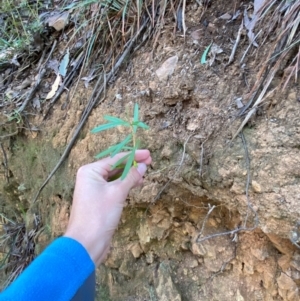 Astrotricha ledifolia at Namadgi National Park - 3 Apr 2024