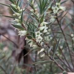 Melichrus urceolatus (Urn Heath) at Big Springs, NSW - 9 Jun 2024 by Darcy