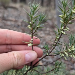 Melichrus urceolatus at Livingstone National Park - 9 Jun 2024