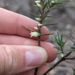 Melichrus urceolatus at Livingstone National Park - 9 Jun 2024