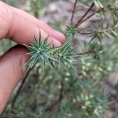 Melichrus urceolatus at Livingstone National Park - 9 Jun 2024