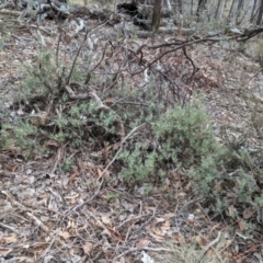 Melichrus urceolatus at Livingstone National Park - 9 Jun 2024