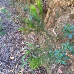 Exocarpos cupressiformis (Cherry Ballart) at Cotter River, ACT - 3 Apr 2024 by Tapirlord