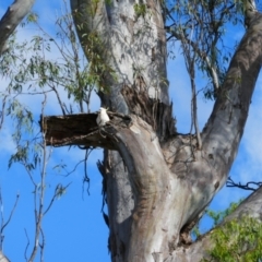 Cacatua galerita (Sulphur-crested Cockatoo) at Euroley, NSW - 7 Nov 2021 by MB