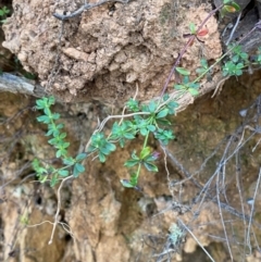 Tetratheca bauerifolia at Namadgi National Park - 3 Apr 2024