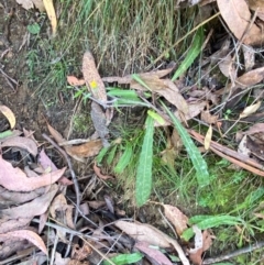 Picris angustifolia subsp. merxmuelleri at Cotter River, ACT - 3 Apr 2024 by Tapirlord