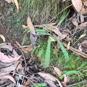 Picris angustifolia subsp. merxmuelleri at Namadgi National Park - 3 Apr 2024 11:09 AM