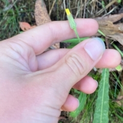 Picris angustifolia subsp. merxmuelleri at Namadgi National Park - 3 Apr 2024