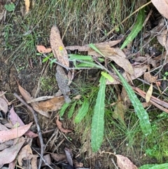 Picris angustifolia subsp. merxmuelleri at Namadgi National Park - 3 Apr 2024