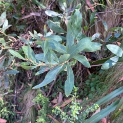 Daviesia mimosoides subsp. acris (Blunt-Leaf Bitter-Pea) at Cotter River, ACT - 3 Apr 2024 by Tapirlord