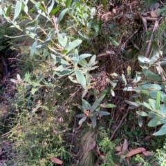 Daviesia mimosoides subsp. acris at Namadgi National Park - 3 Apr 2024