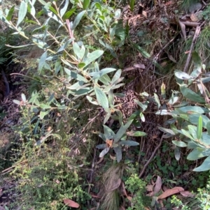 Daviesia mimosoides subsp. acris at Namadgi National Park - 3 Apr 2024