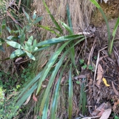 Dianella tasmanica (Tasman Flax Lily) at Namadgi National Park - 3 Apr 2024 by Tapirlord