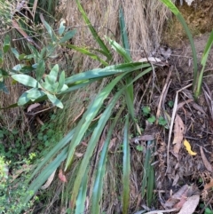 Dianella tasmanica (Tasman Flax Lily) at Cotter River, ACT - 3 Apr 2024 by Tapirlord