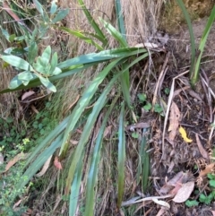 Dianella tasmanica at Namadgi National Park - 3 Apr 2024 11:08 AM