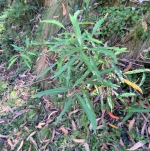 Lomatia myricoides at Namadgi National Park - 3 Apr 2024