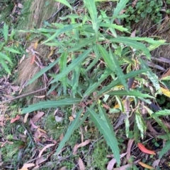 Lomatia myricoides at Namadgi National Park - 3 Apr 2024 11:08 AM