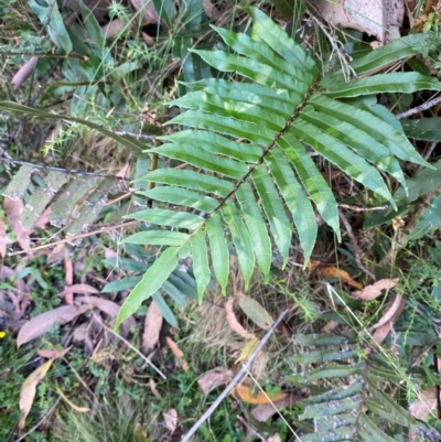 Blechnum wattsii (Hard Water Fern) at Cotter River, ACT - 3 Apr 2024 by Tapirlord