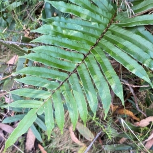 Blechnum wattsii at Namadgi National Park - 3 Apr 2024 11:08 AM