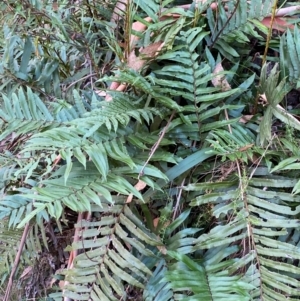 Blechnum wattsii at Namadgi National Park - 3 Apr 2024