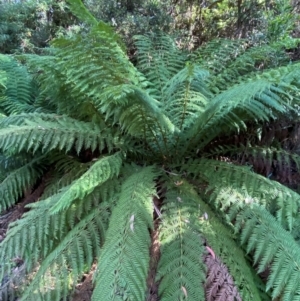 Dicksonia antarctica at Namadgi National Park - 3 Apr 2024