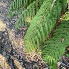 Dicksonia antarctica at Namadgi National Park - 3 Apr 2024