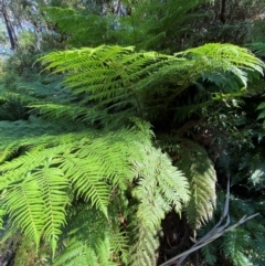 Cyathea australis subsp. australis (Rough Tree Fern) at Cotter River, ACT - 3 Apr 2024 by Tapirlord