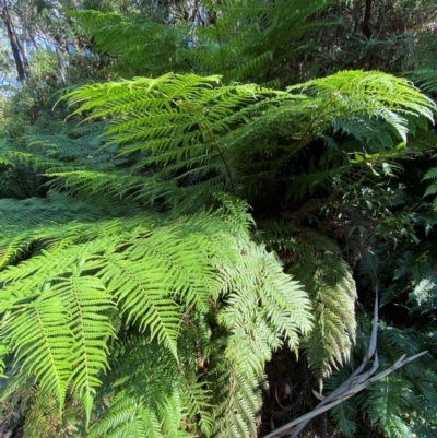 Cyathea australis subsp. australis (Rough Tree Fern) at Cotter River, ACT - 3 Apr 2024 by Tapirlord
