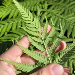 Cyathea australis subsp. australis at Namadgi National Park - suppressed