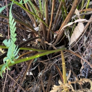 Cyathea australis subsp. australis at Namadgi National Park - suppressed