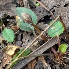 Viola betonicifolia subsp. betonicifolia (Arrow-Leaved Violet) at Cotter River, ACT - 3 Apr 2024 by Tapirlord